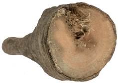 aaf Kréta javor.JPG